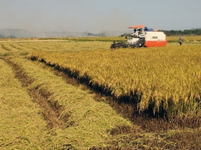 South region harvests 11 million tonnes of Winter-Spring rice