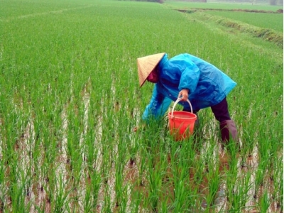 Hy vọng một lúa xuân đầy hứa hẹn