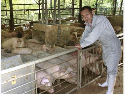 Nông trại nuôi lợn bằng nước trà xanh của Nhật