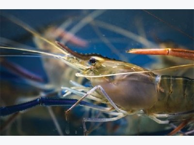 Vietnams shrimp farming industry undergoing reshuffle