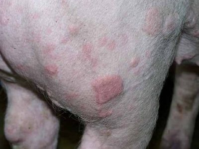 Bệnh đóng dấu heo - Swine Erysipelas (SE)