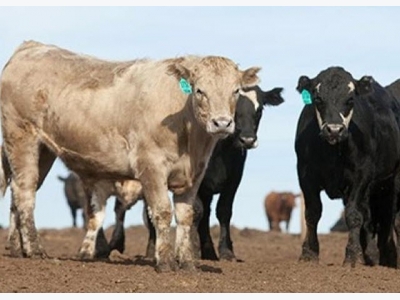 Patented vaccine technology offers options for cattle care