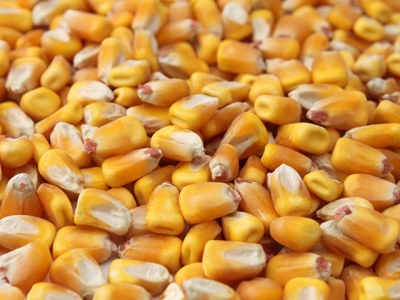 Feed formulation: How to maximize corn in pig diets