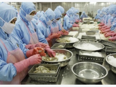 Vietnam mainly exports whiteleg shrimp to belgium