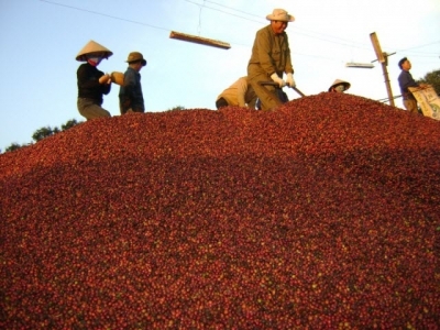 Coffee exports target doubling to US$6 billion