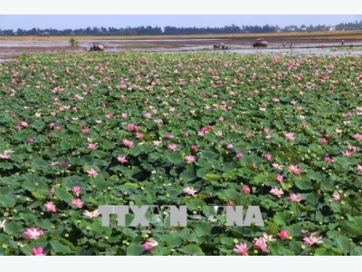 Mekong Delta to grow other crops on 118,290ha of rice paddies