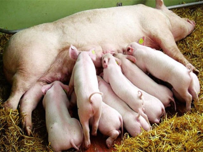 Is body condition the right tool to adjust feeding in pregnant sows?