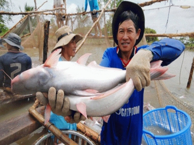 Diversification in exploitation to enhance pangasius value