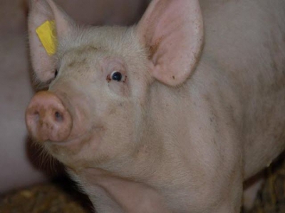 Listeria implicated in diarrhea in finishing swine