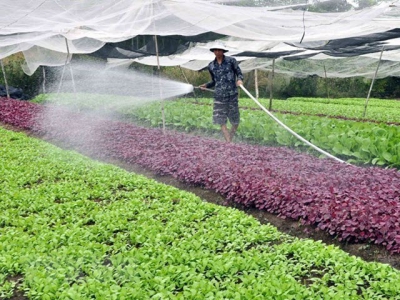 Ten outstanding achievements in agriculture, rural development in 2018
