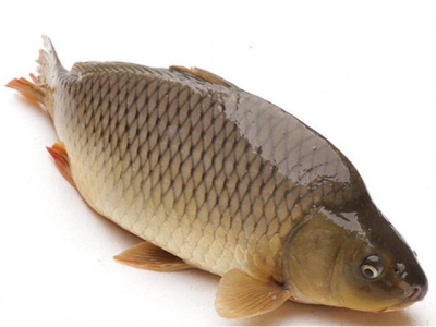 Fish disease guide - Spring Viraemia of Carp