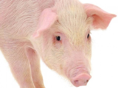 Hypor adding pig performance feeding stations