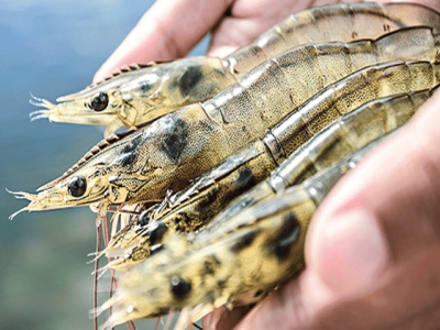 Initiative targets Indonesian shrimp sector