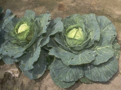 Growing Cabbage including Savoy Cabbage in the Vegetable Garden