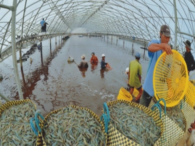 Cà Mau builds certified shrimp farming area