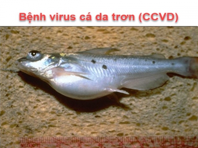 Hướng dẫn bệnh cá - Bệnh virus cá da trơn (CCVD)