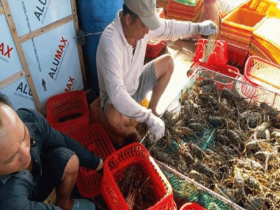 Cam Bình: Bumper crop brings lobster farmers huge profit