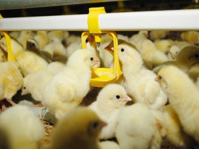 Benefits of nutritional supplementation at the embryonic stage in broilers