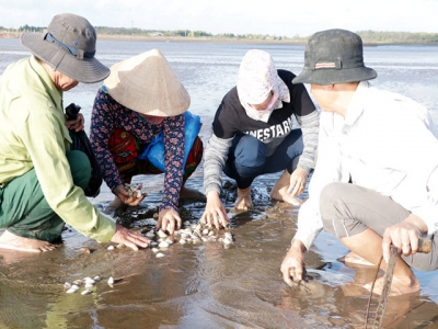 Bảo vệ nghêu mùa nắng nóng