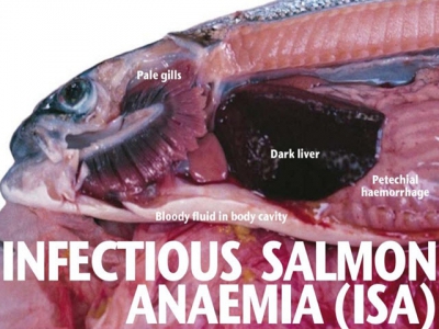 Fish disease guide - Infectious Salmon Anaemia (ISA)