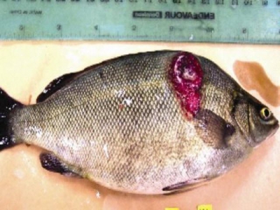 Fish disease guide - Epizootic Ulcerative Syndrome (Red Spot Disease)