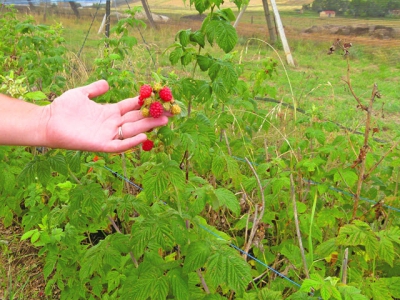 Strawberry trial passes with flying colours