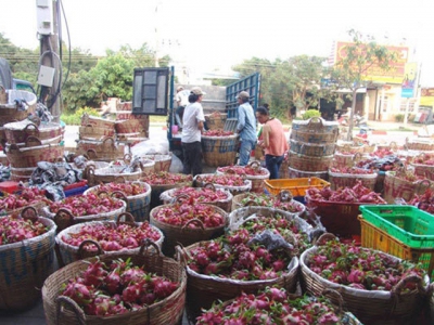 Chinese businesses control dragonfruit collection units in Vietnam
