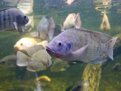 Even fish like pizza: By-product meal may drop feed price, support tilapia growth