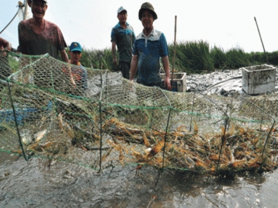 Vietnams right choice of organic shrimp