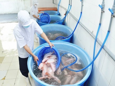 Difficulties hold back aquatic exports