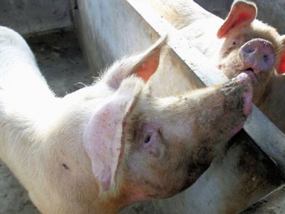 African swine fever hits largest farm yet in China
