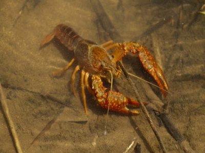 Are crayfish farmers overfeeding?