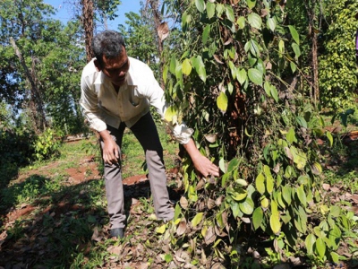 Bình Phước enters pepper harvest season, plagued by labour shortage