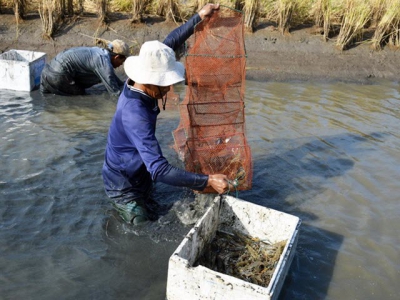 Delta farmers reap high profits from breeding giant river prawn