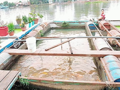 Young man succeeds in farming koi fish