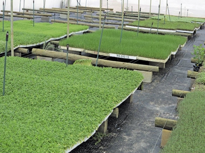 Success with small-scale herb production