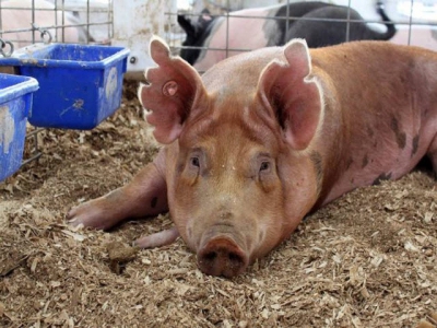 Tips for tackling issues in swine nutrition