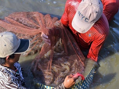 Mekong Delta provinces boost shrimp exports