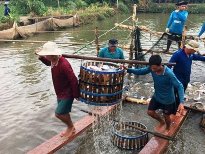 Prepare for the USDA Food Safety and Inspection Service checking Vietnamese pangasius