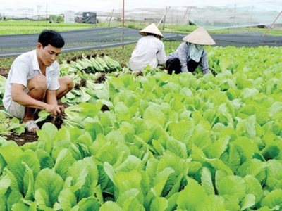 Main farm produce account for 66 percent of total agricultural production