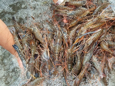 Cà Mau supplies approximately 4 million brood stocks of all male giant river prawns