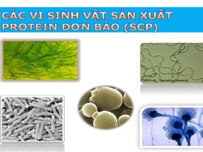 Đổi mới công nghệ sản xuất protein đơn bào tại Phần Lan