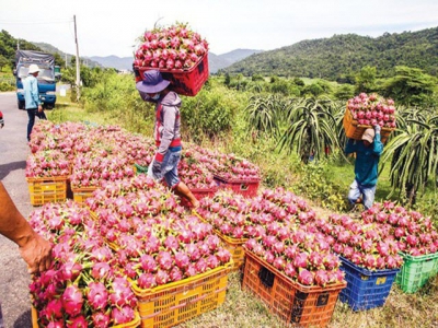 Vietnamese agricultural, aquatic products look for consumption market