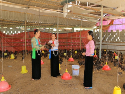 Cooperative develops Huong Nhuong hill chicken brand