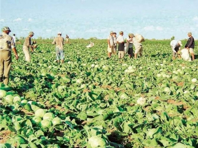 Vietnamese farm owners in Russia