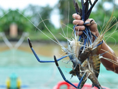 The giant tiger shrimp hub on the Đồng Nais laterite soil mountain