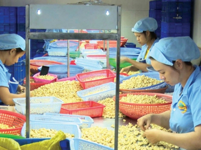 Vietnam needs more input materials to export more cashew nuts