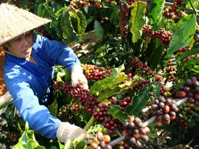 Asia Coffee-Coronavirus worries weigh on prices in Vietnam