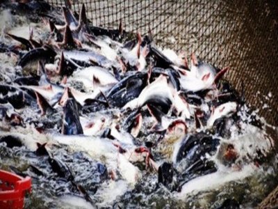 Catfish firms seek to exploit domestic market