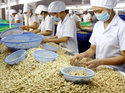 More efforts needed to maintain VNs leading position in cashew export